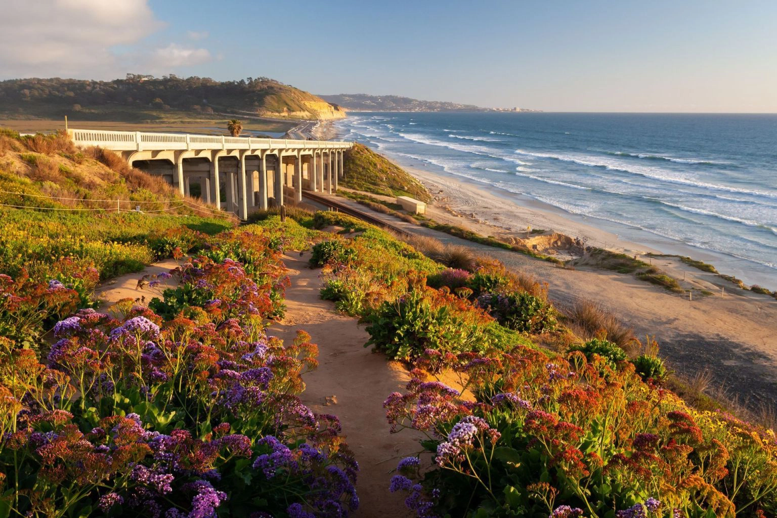 The Battle for Torrey Pines: Bark Beetles and Pine Pitch Canker in San Diego