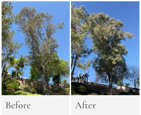 Tree Health Assessment in San Diego: Before and After Tree Transformations