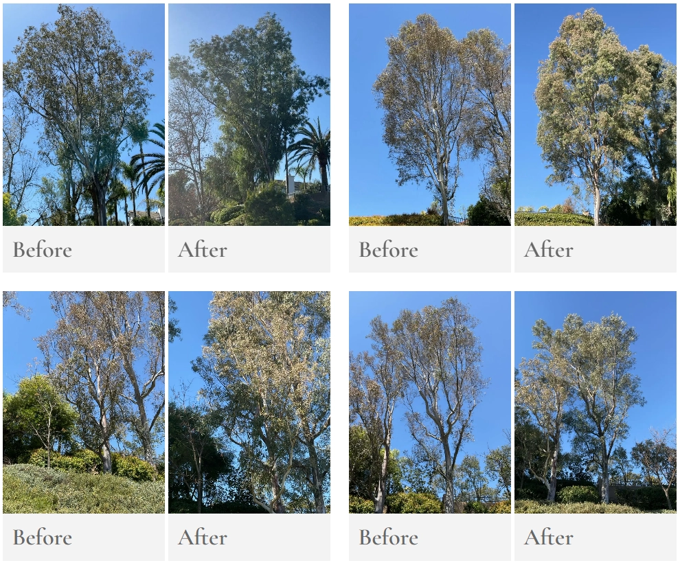 Tree disease treatment in Southern California by TreeLife