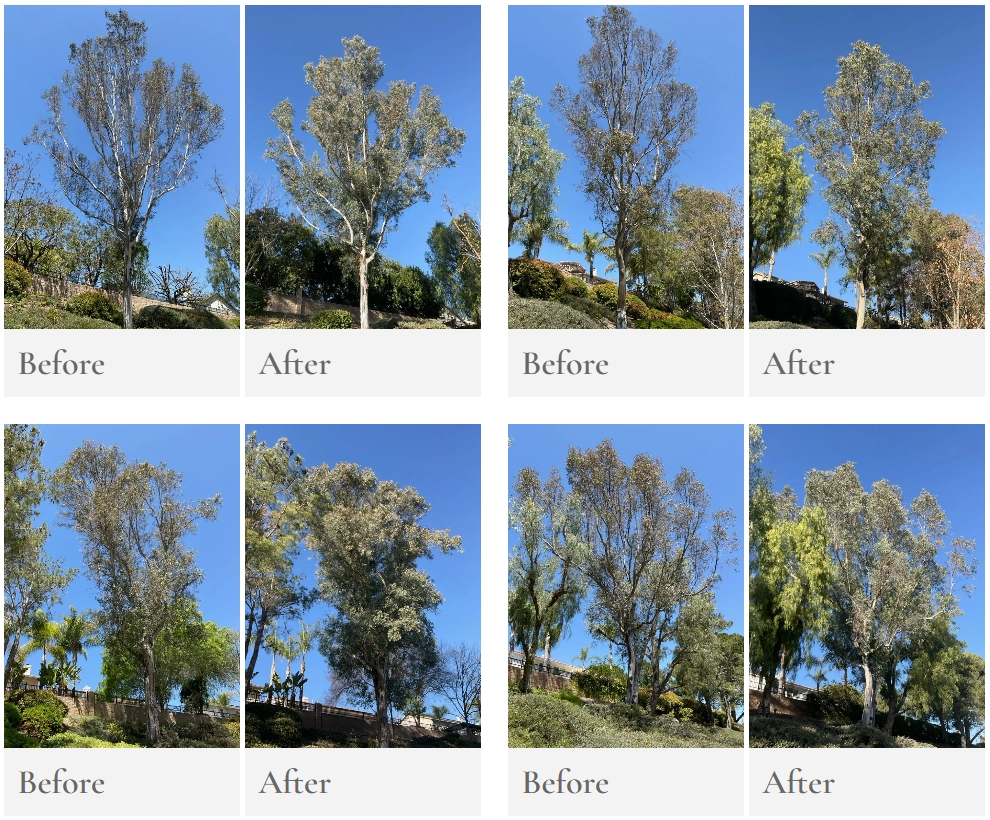Tree disease treatment in Southern California by TreeLife