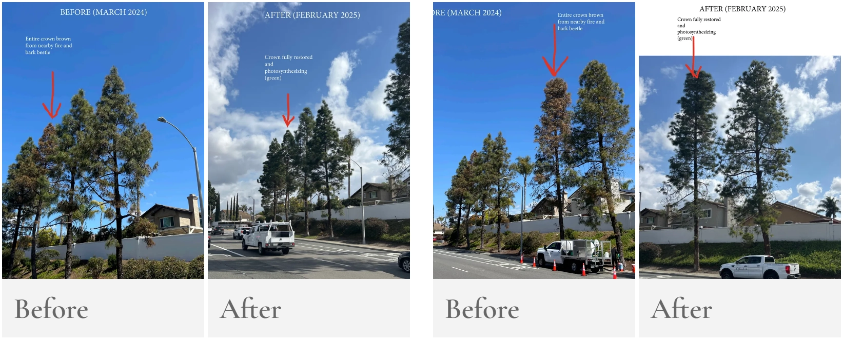 Tree disease treatment in Southern California by TreeLife