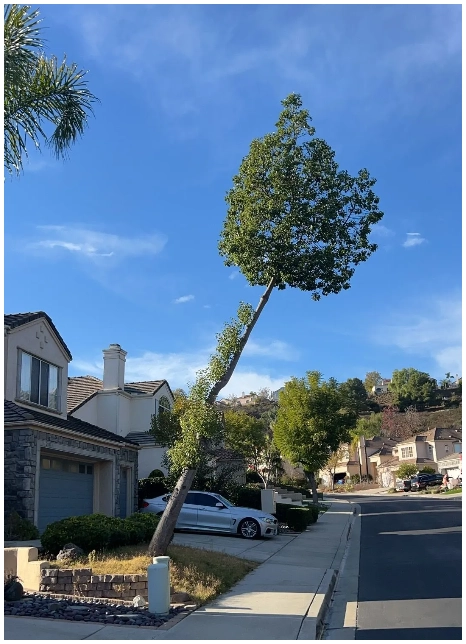 Tree preparation for storms in Southern California by TreeLife