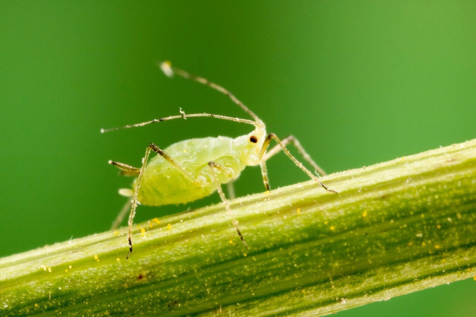 Pest Notes: Vol. 1 - Pests are Secondary
