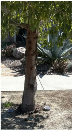 Tree root disease treatment in Southern California by TreeLife
