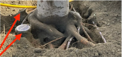 Tree root disease treatment in Southern California by TreeLife