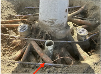 Tree root disease treatment in Southern California by TreeLife