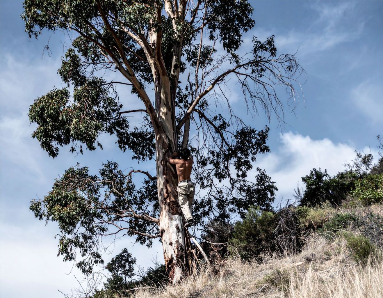 Tree crime and safety awareness in Southern California by TreeLife