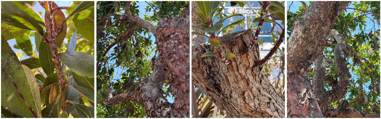 Pest control treatment for greedy scale in Southern California by TreeLife