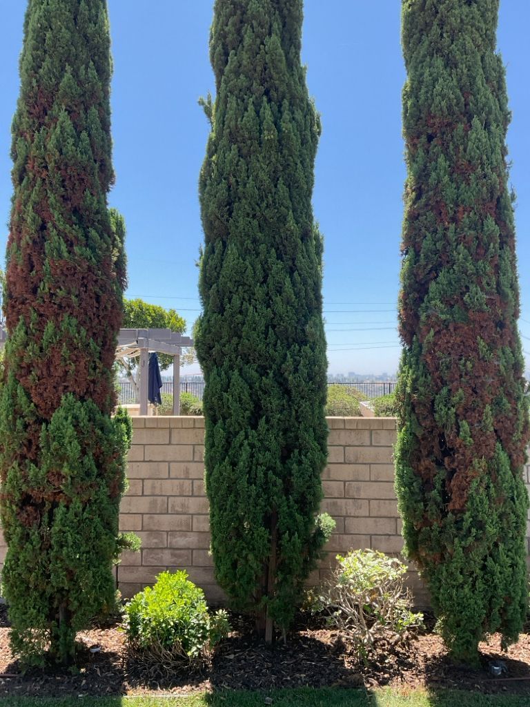 Pest Notes: Vol. 3 - Cupressus sempervirens - Italian cypress