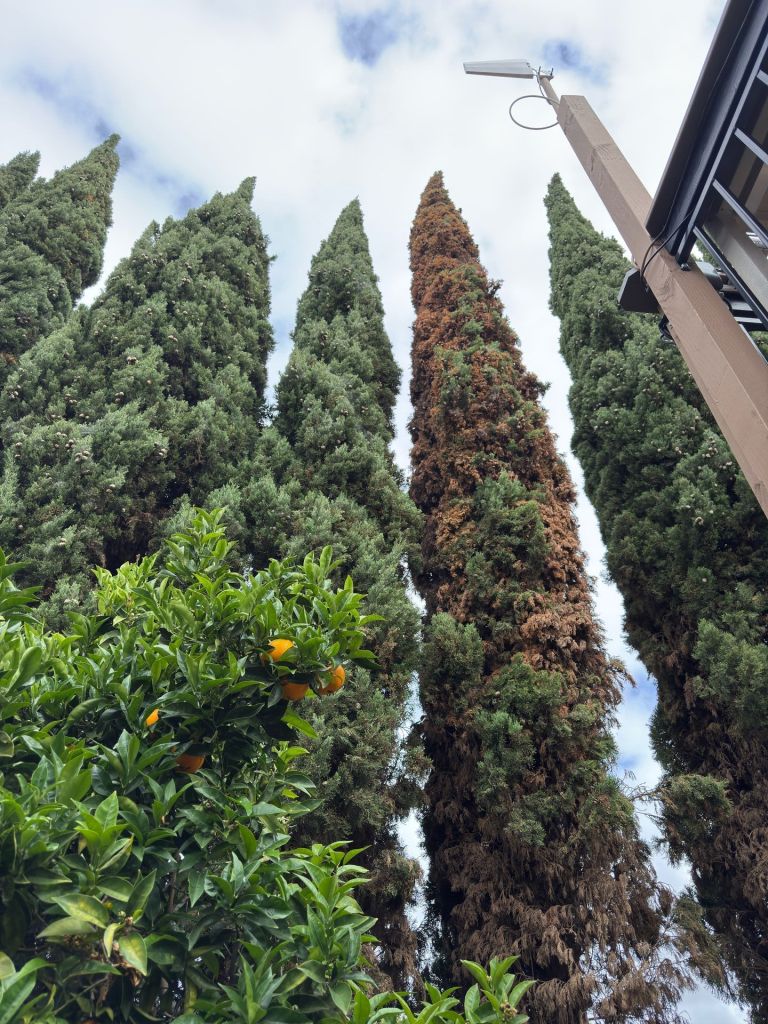 Pest control for Italian cypress in Southern California by TreeLife