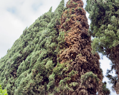 Pest control for Italian cypress in Southern California by TreeLife