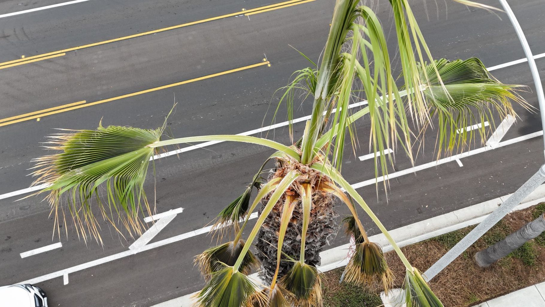 Pest Notes: Vol. 4 – Palm Trees