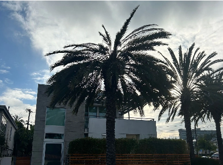 Pest control for palm trees in Southern California by TreeLife