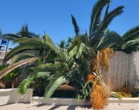 Pest control for palm trees in Southern California by TreeLife