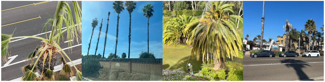 Pest control for palm trees in Southern California by TreeLife
