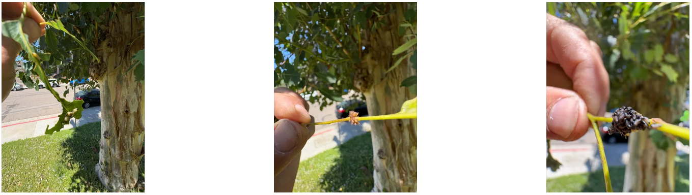 Pest control for dotted paropsine leaf beetle by TreeLife