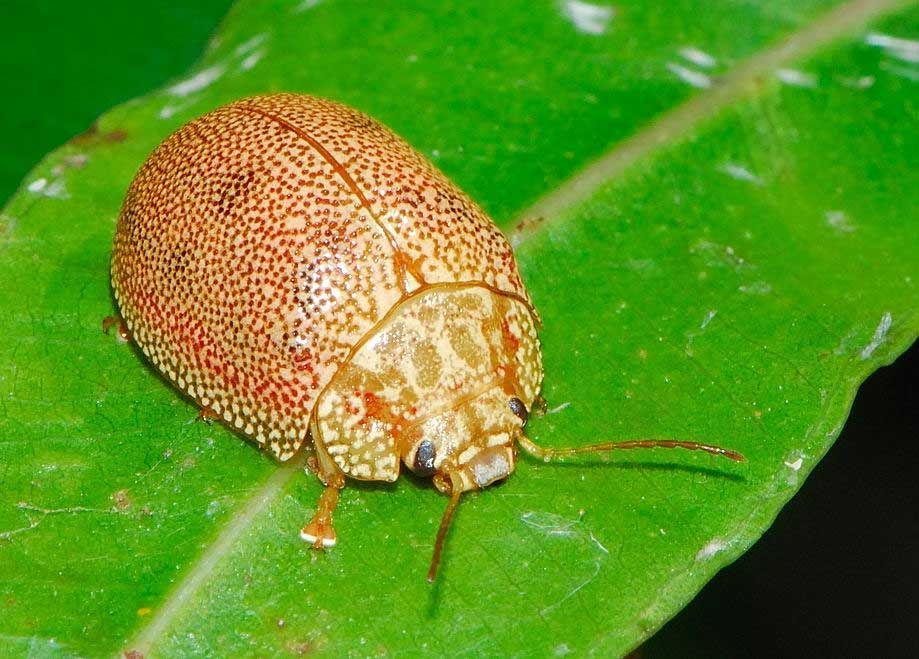 Pest Notes Vol. 5: Dotted Paropsine Leaf Beetle Alert in California