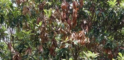 Pest Notes: Vol. 6 – Fireblight