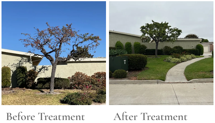 Fireblight treatment by TreeLife