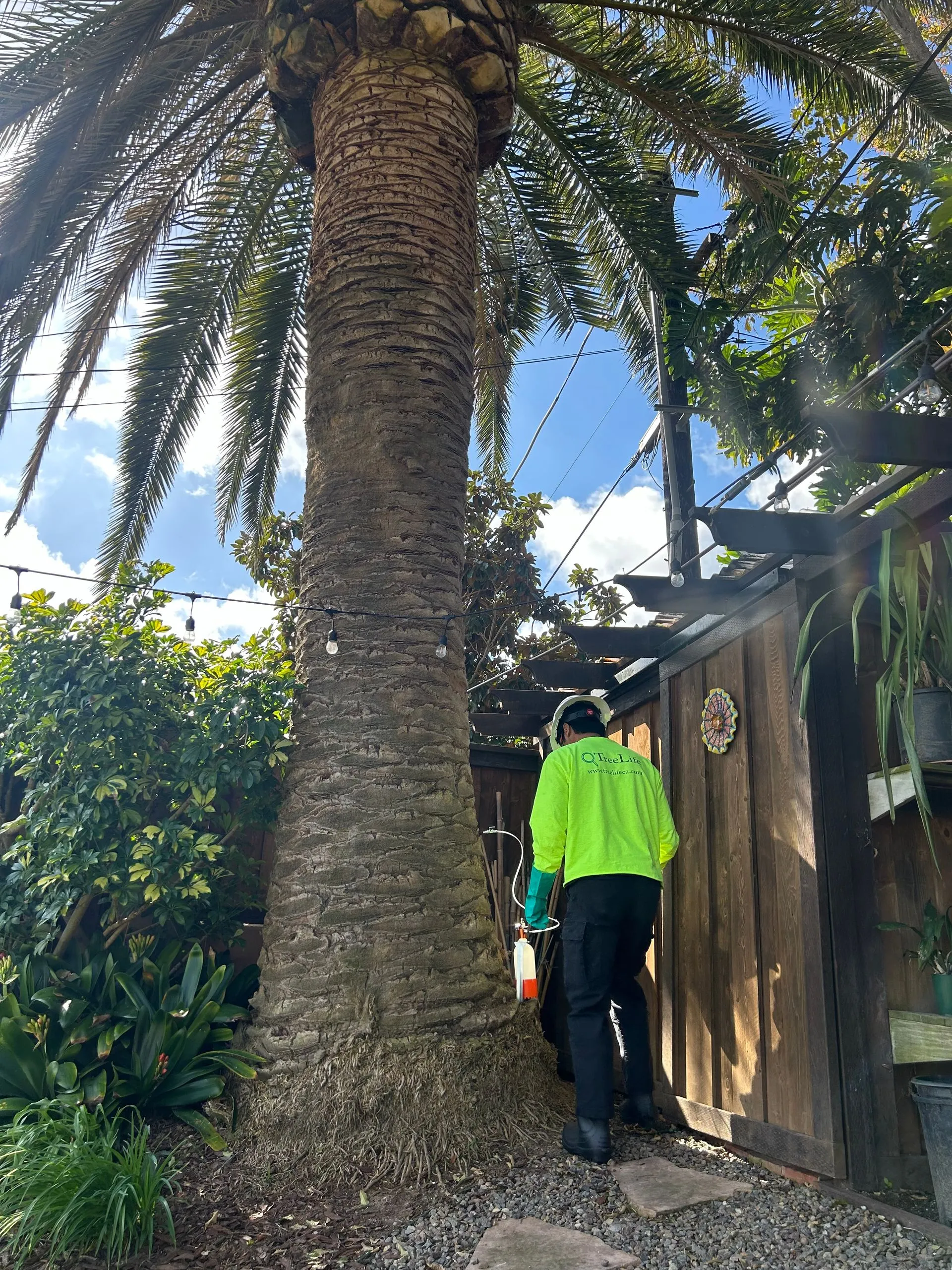 Pest control for South American Palm Weevil by TreeLife