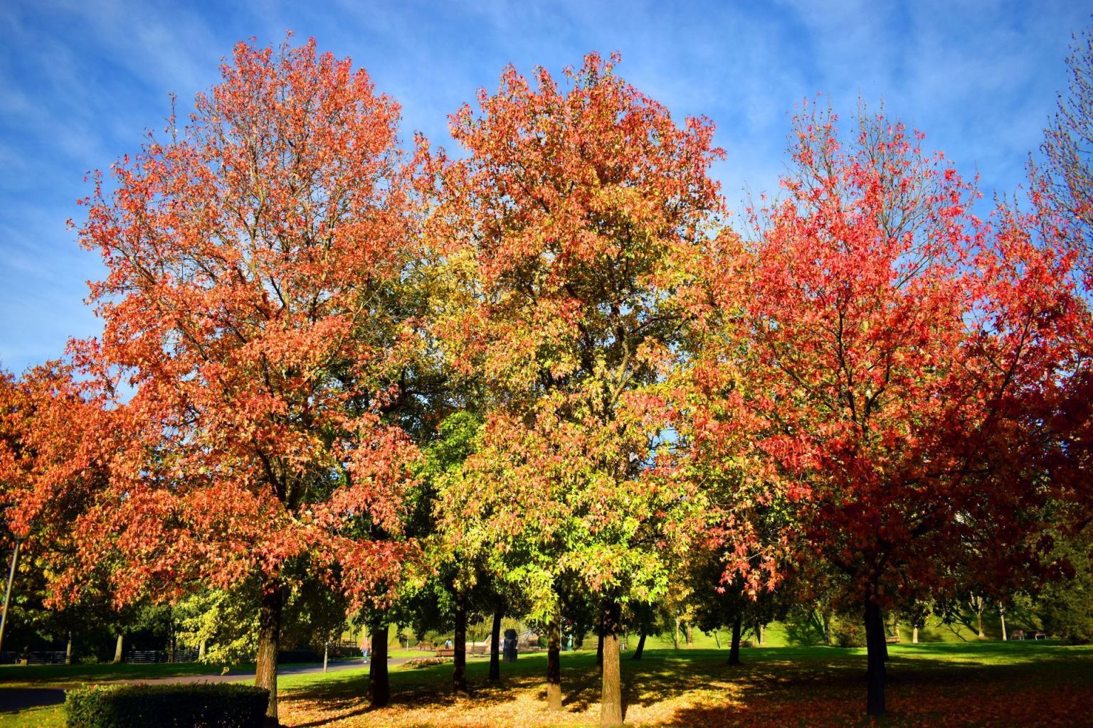 TreeLife Investigator: Vol. 3 – The American Sweetgum