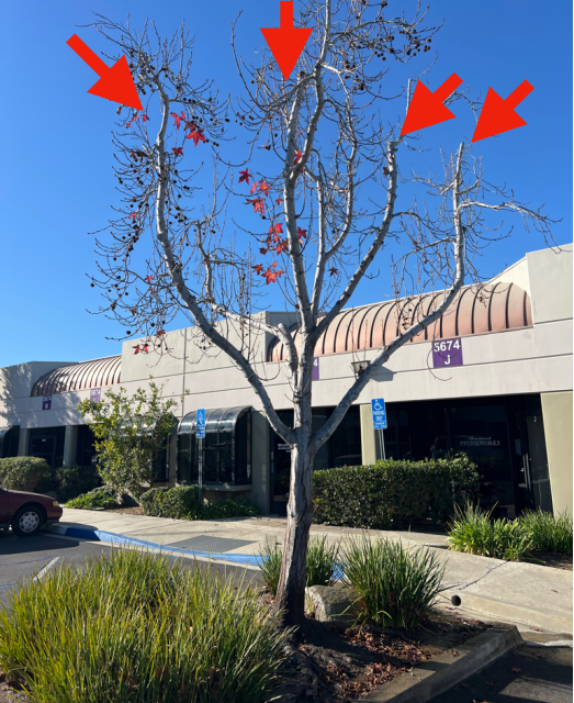 Tree health care for American sweetgums by TreeLife