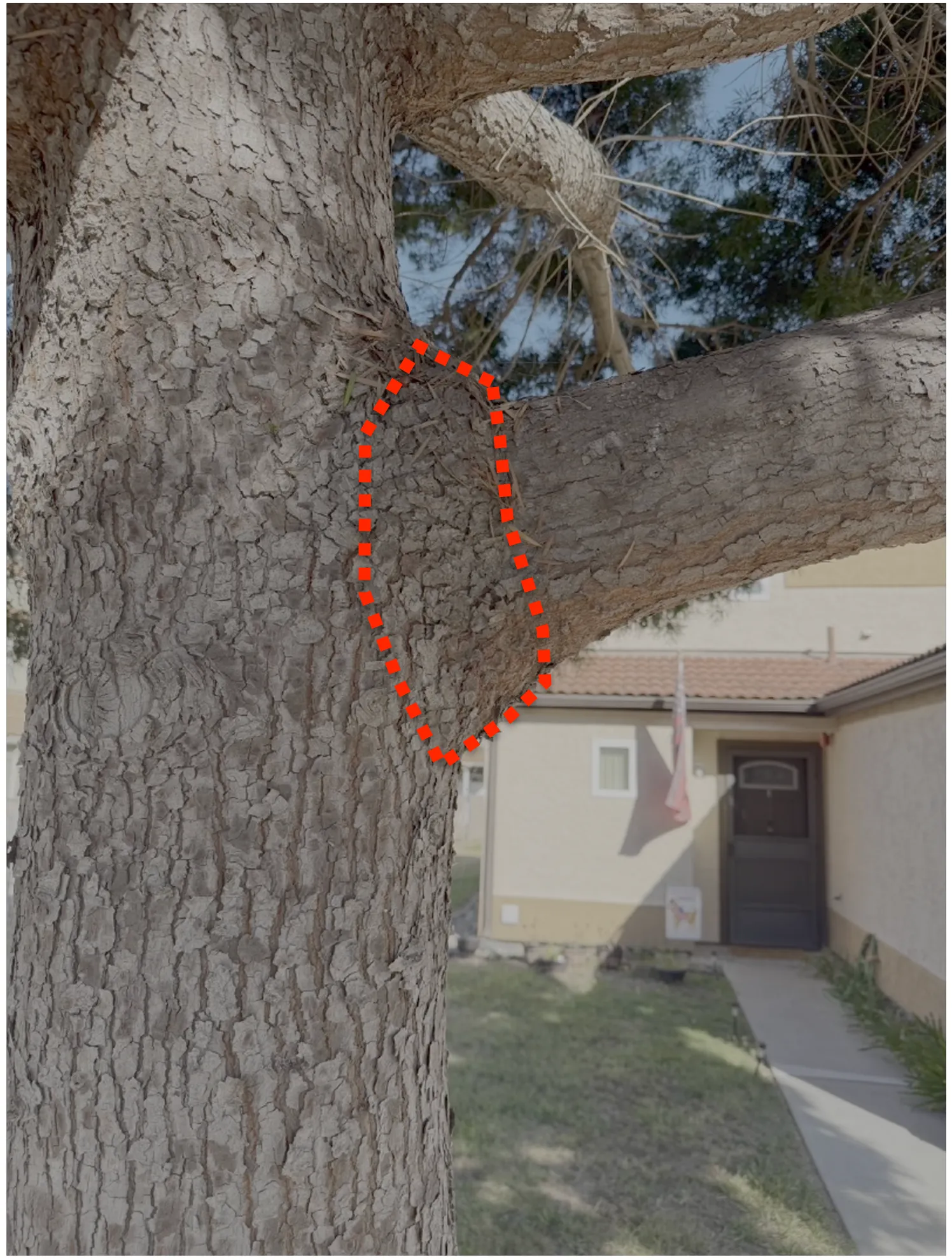 From the Master Arborist’s Playbook: Branch Collars = Branch Stubs