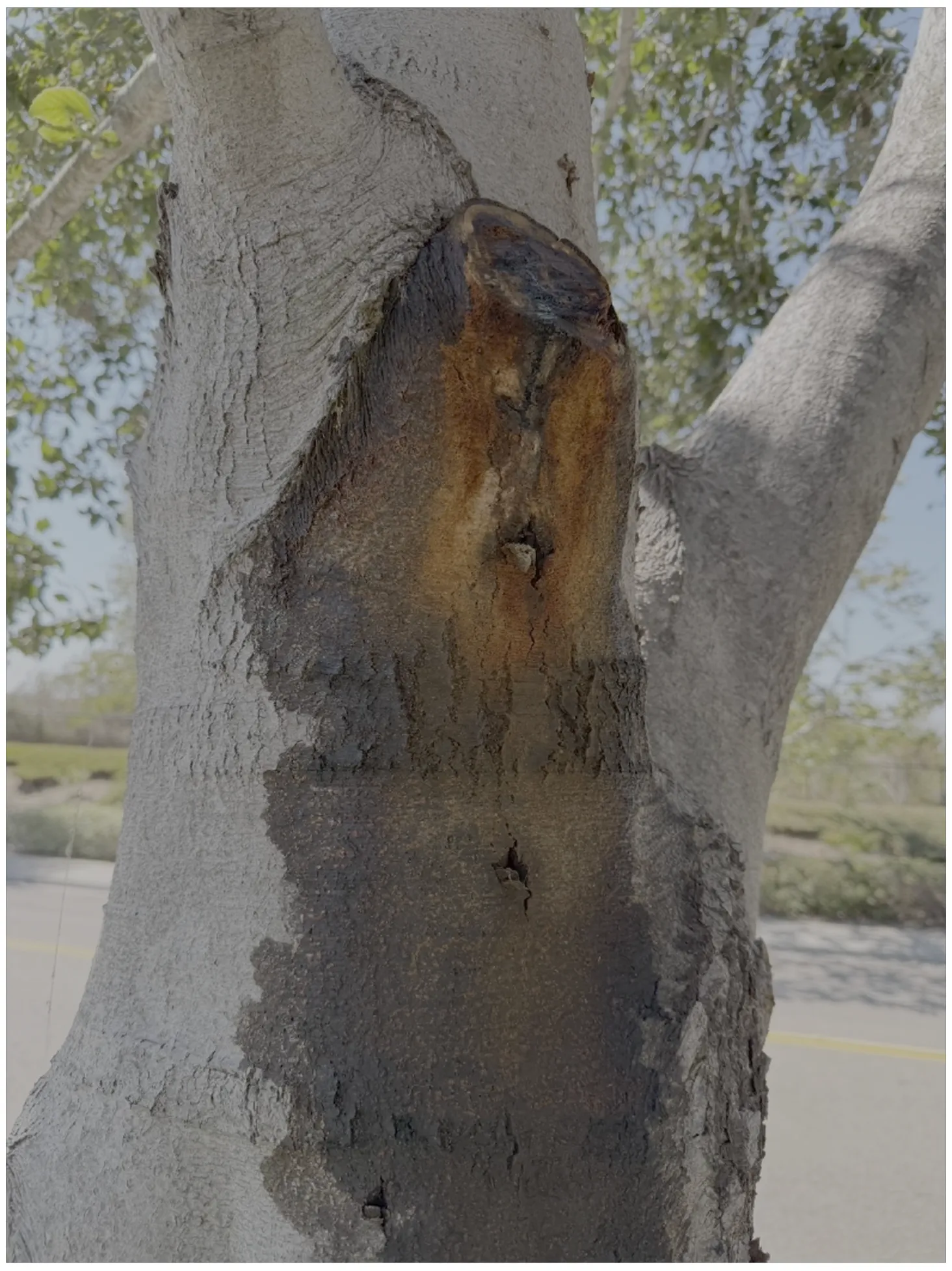 Arborist expertise to detect and resolve branch collars or stubs