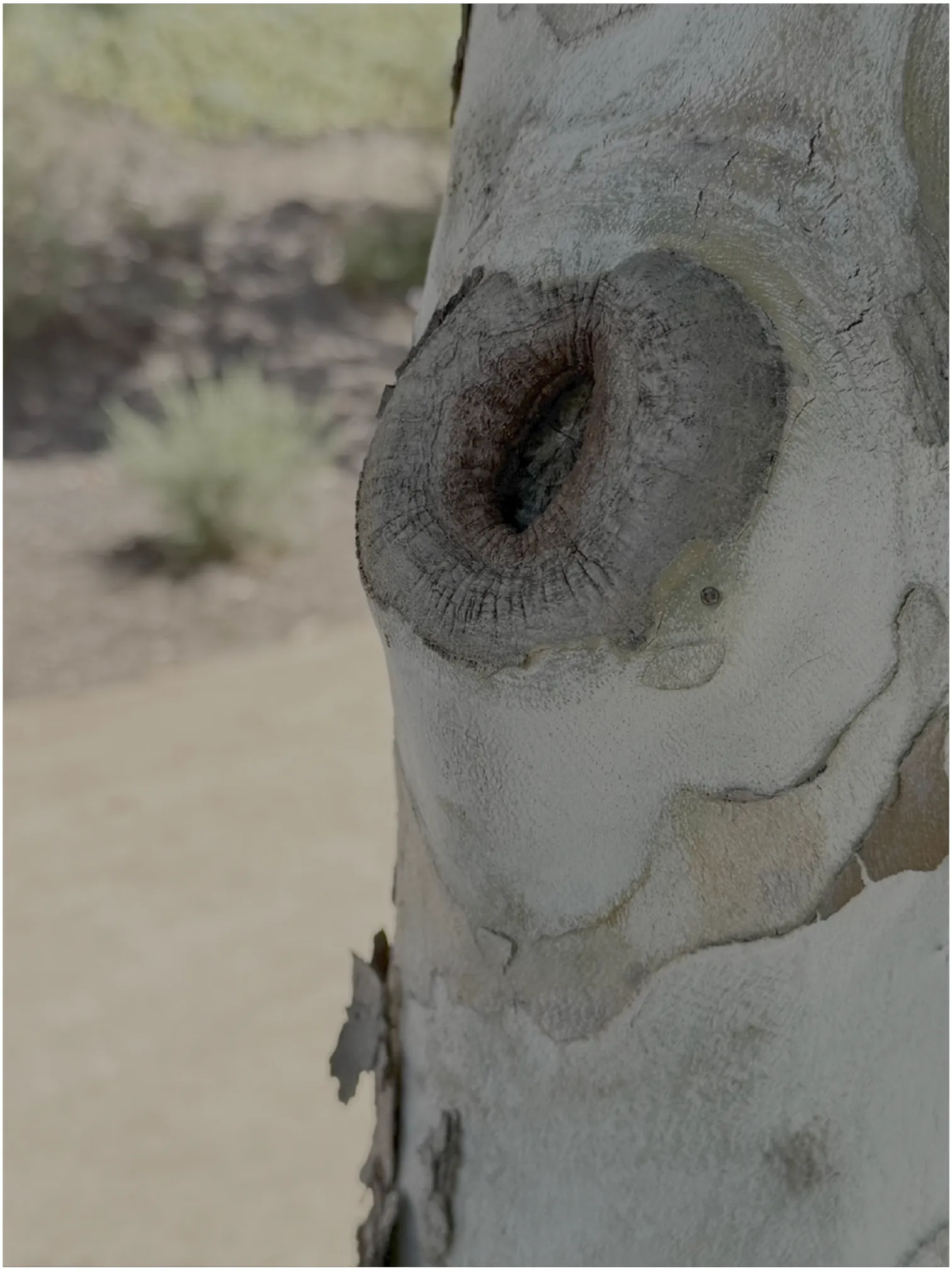 Arborist expertise to detect and resolve branch collars or stubs