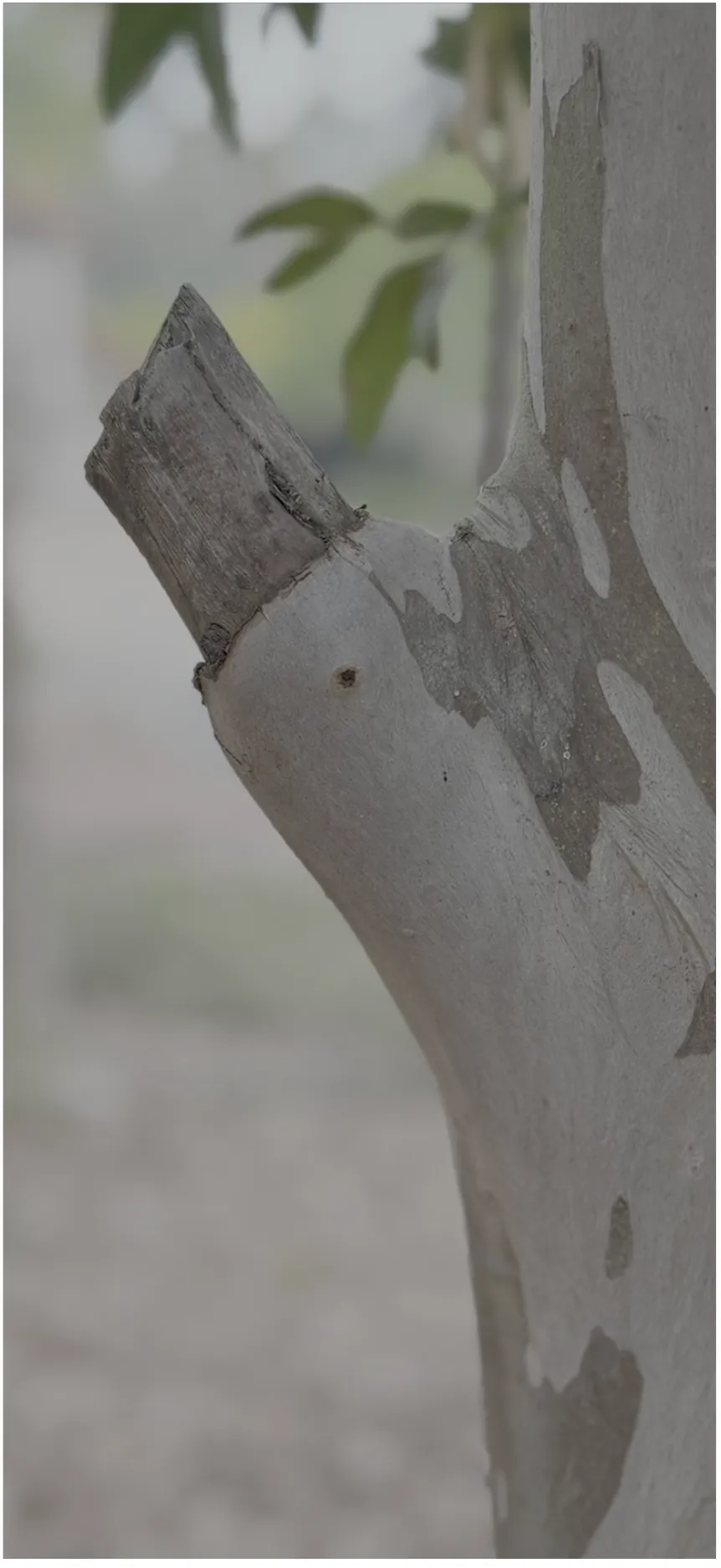 Arborist expertise to detect and resolve branch collars or stubs