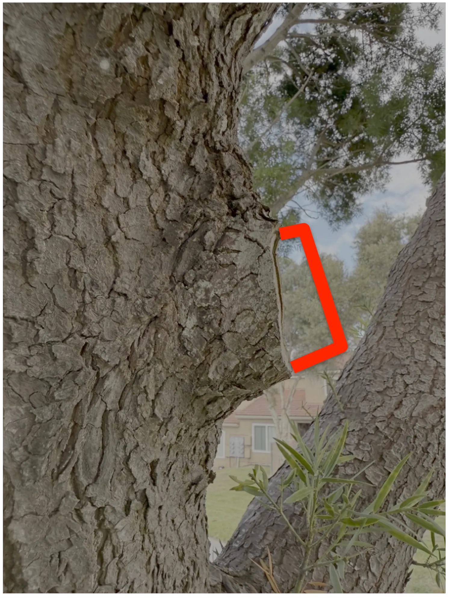 Arborist expertise to detect and resolve branch collars or stubs
