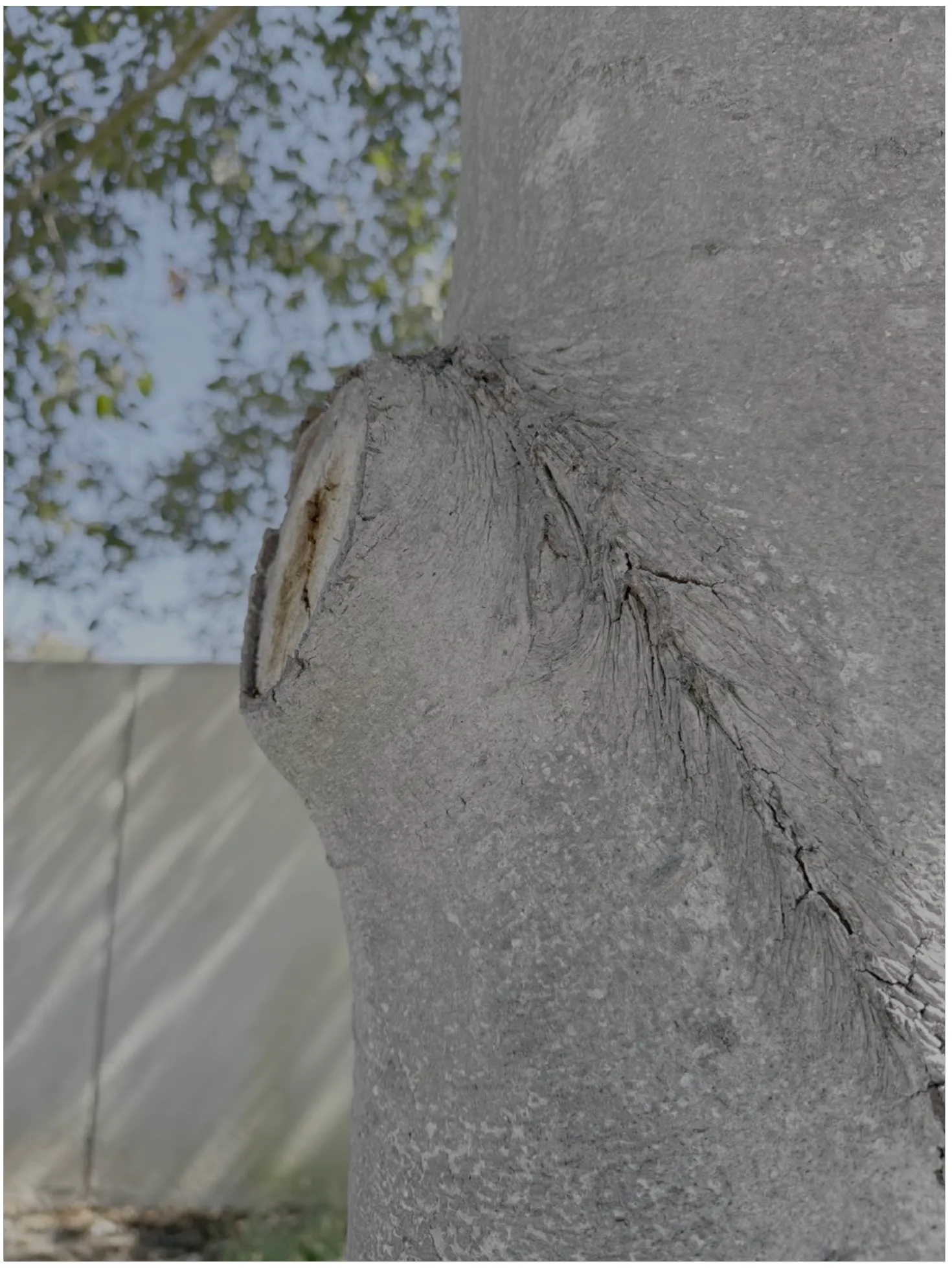 Arborist expertise to detect and resolve branch collars or stubs