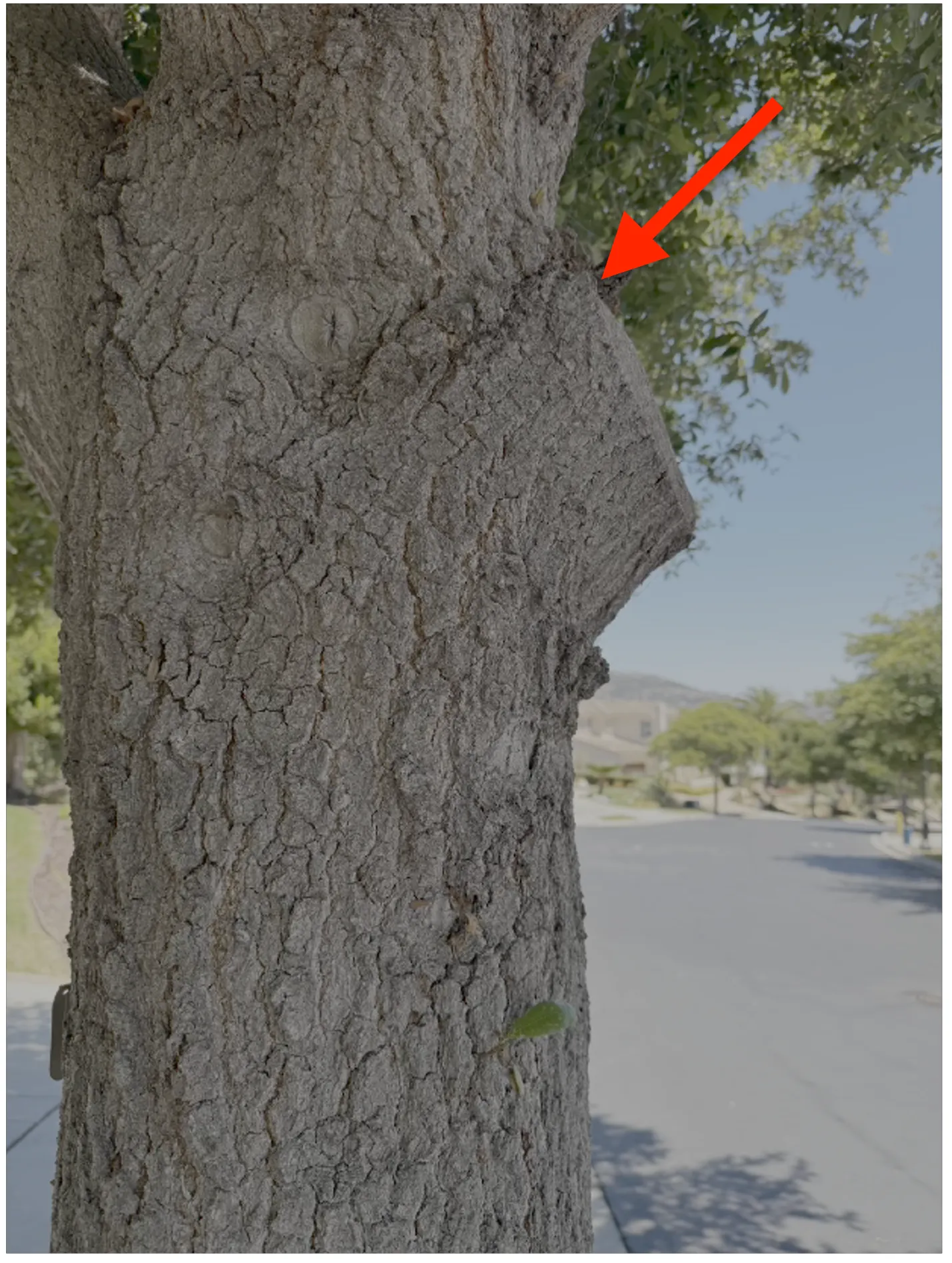Arborist expertise to detect and resolve branch collars or stubs