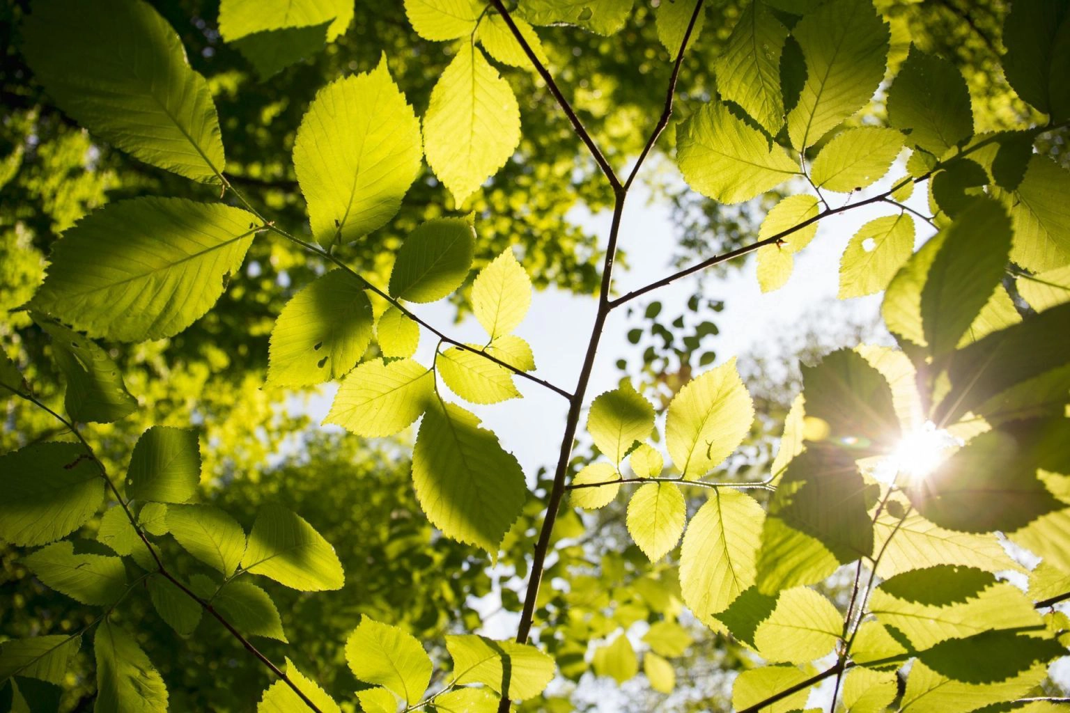 Tree Health Care Programs: A Proactive Approach to Tree Management