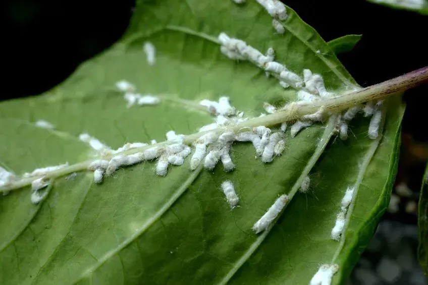 Pest Notes: Vol. 8 - Tree Pest Control: Common Tree Pests and How to Stop Them