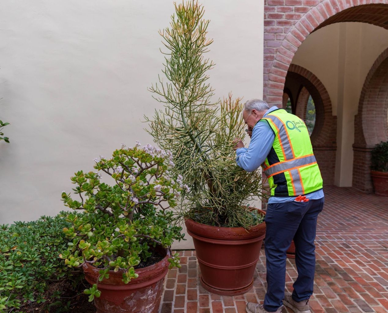 How to Choose the Right Arborist Near You in San Diego