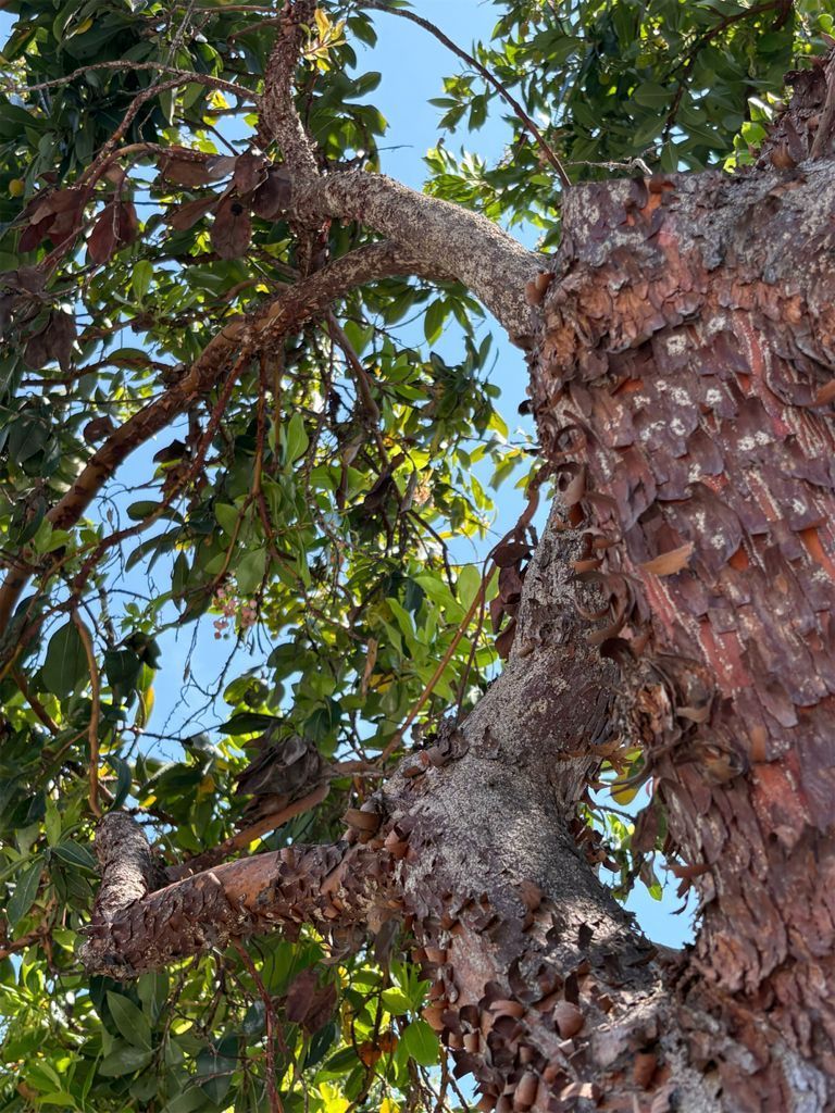 7 Signs Your Tree Is Diseased and Needs Immediate Attention