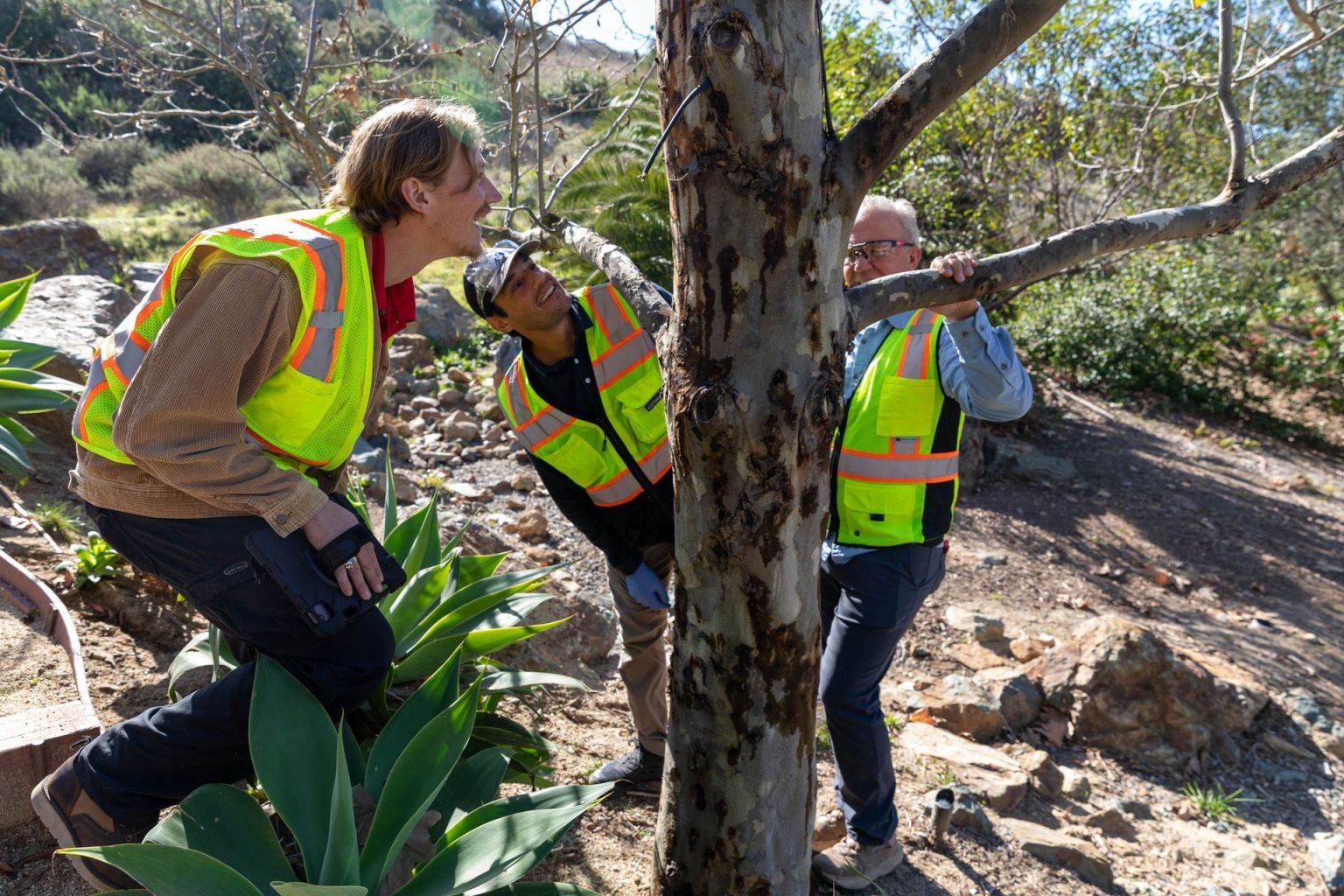 Tree Assessment Cost: What Influences Pricing?