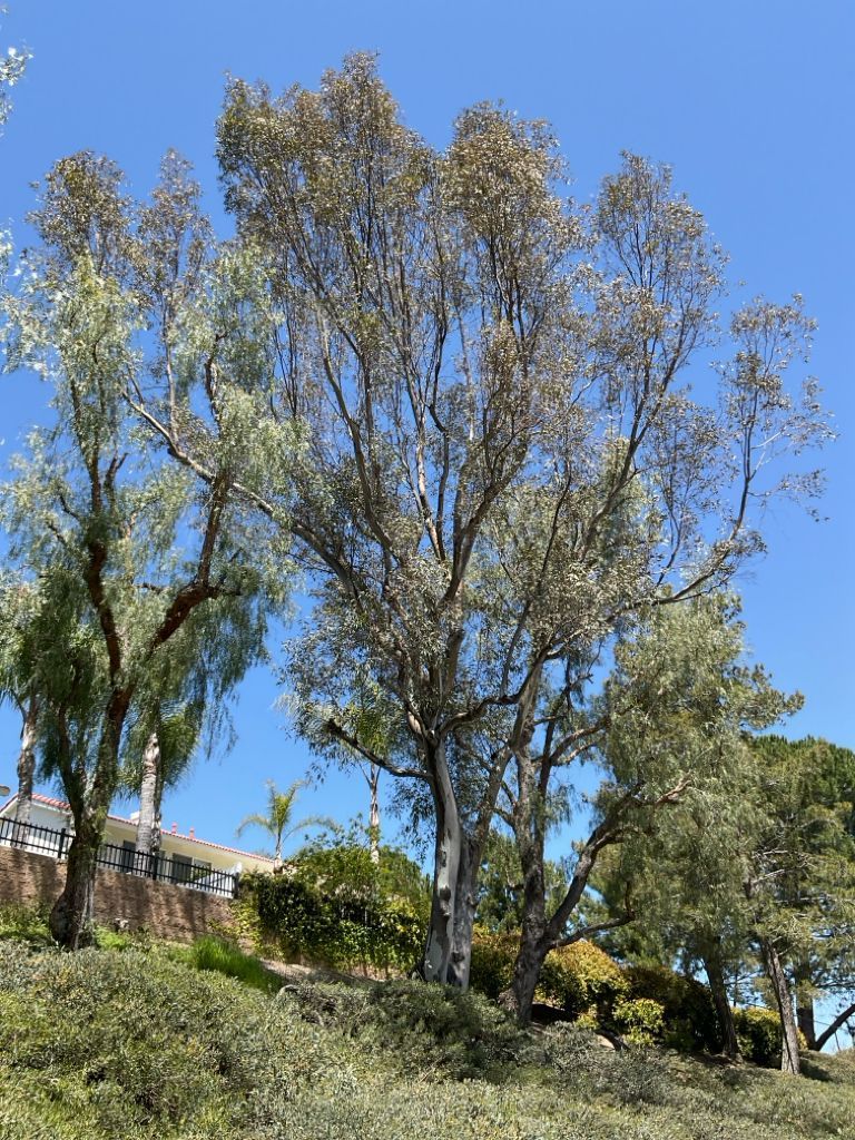 Pest Notes: Vol. 9 - Common Eucalyptus Tree Pests in Southern California