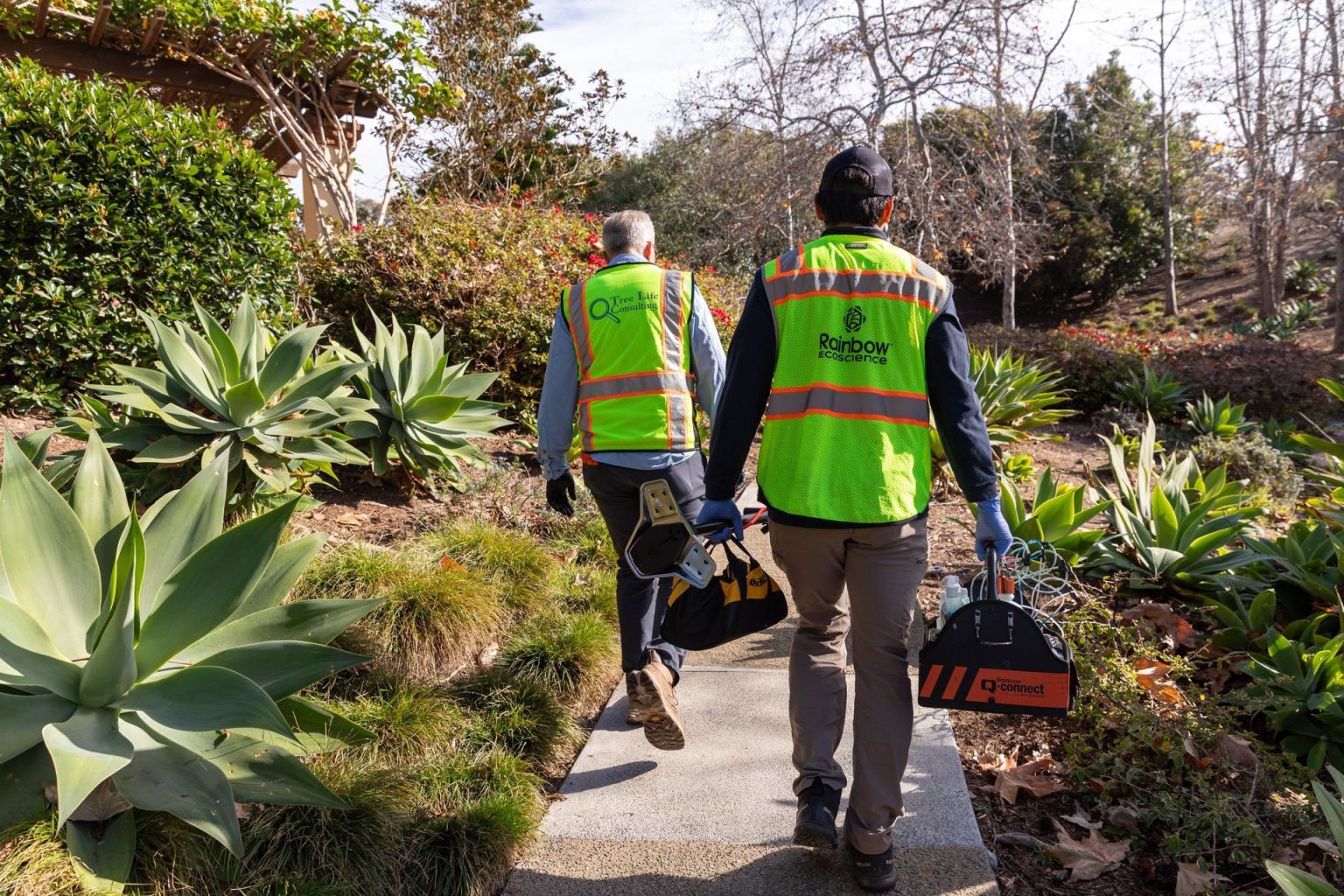 How Arborists Diagnose Tree Health Problems Before They Become Serious