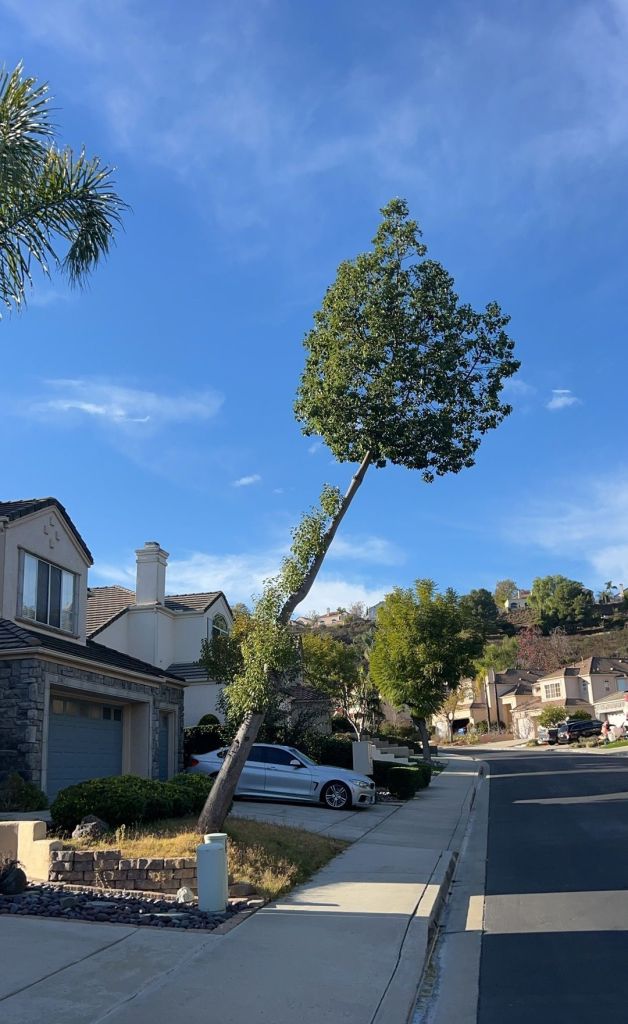 Tree Risk Assessments: How Arborists Identify Potential Hazards
