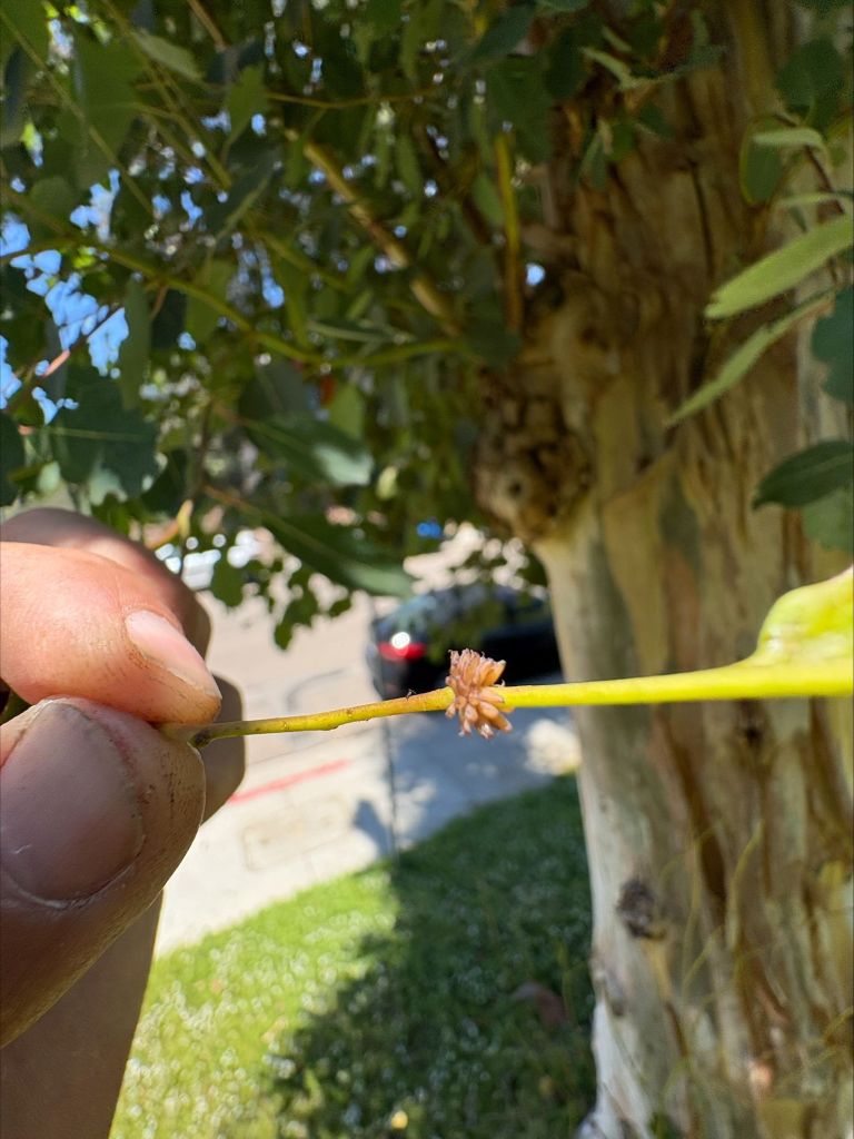 Tree Inspection vs. Tree Health Assessment: What's the Difference?