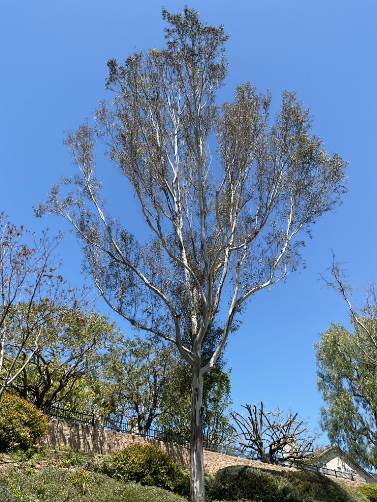 Pest Notes: Vol. 8 - Eucalyptus Longhorned Borer in Southern California
