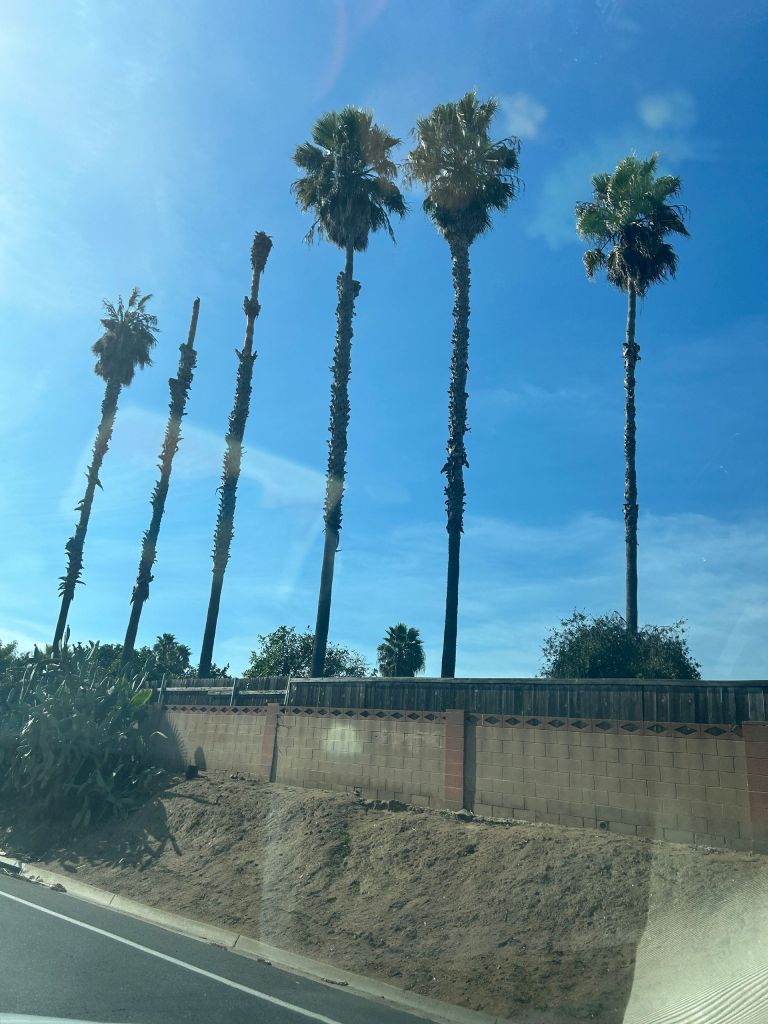 How Southern California's Climate Affects Tree Health Year-Round