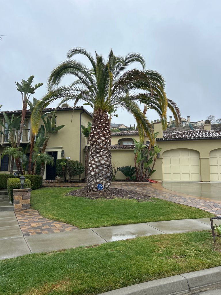 Diseased tree before TreeLife care