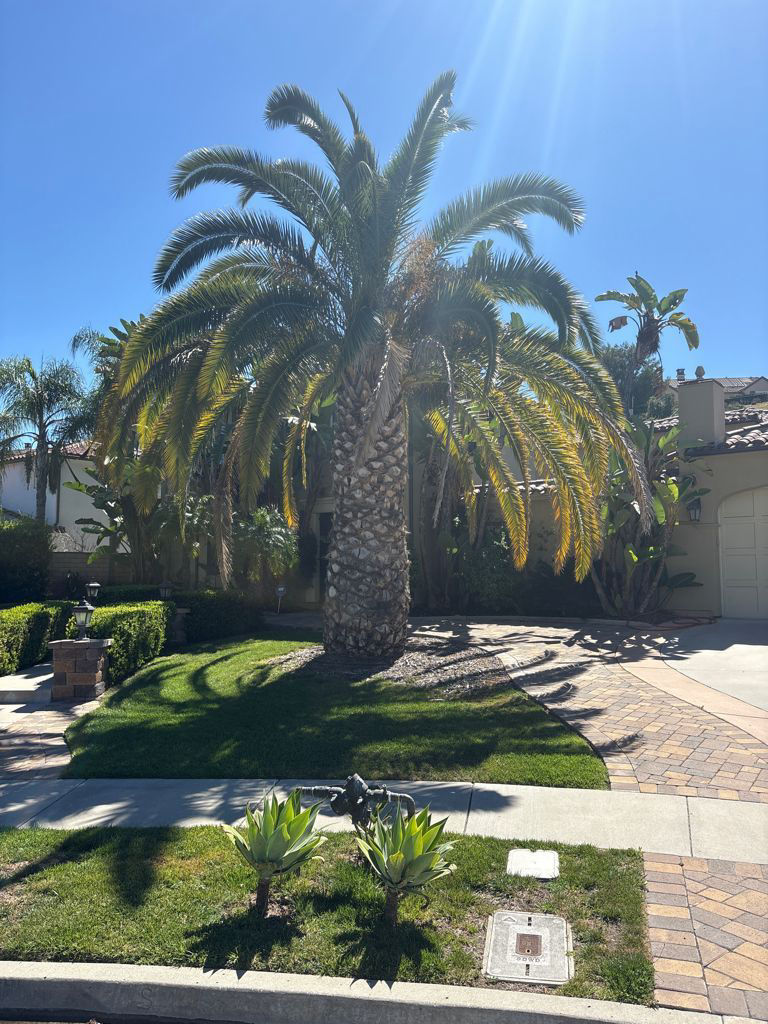 Thriving tree with TreeLife care
