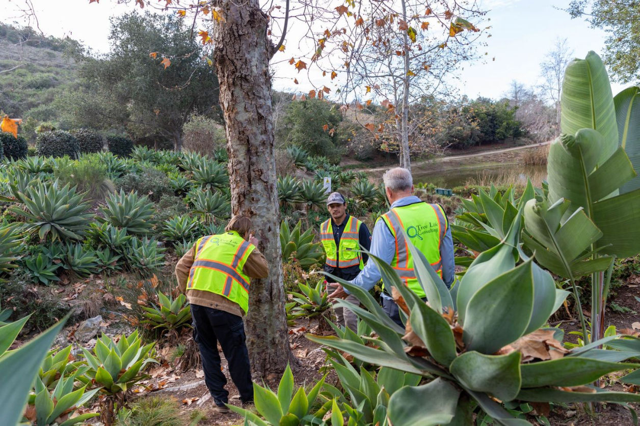Tree Care Specialists Southern California