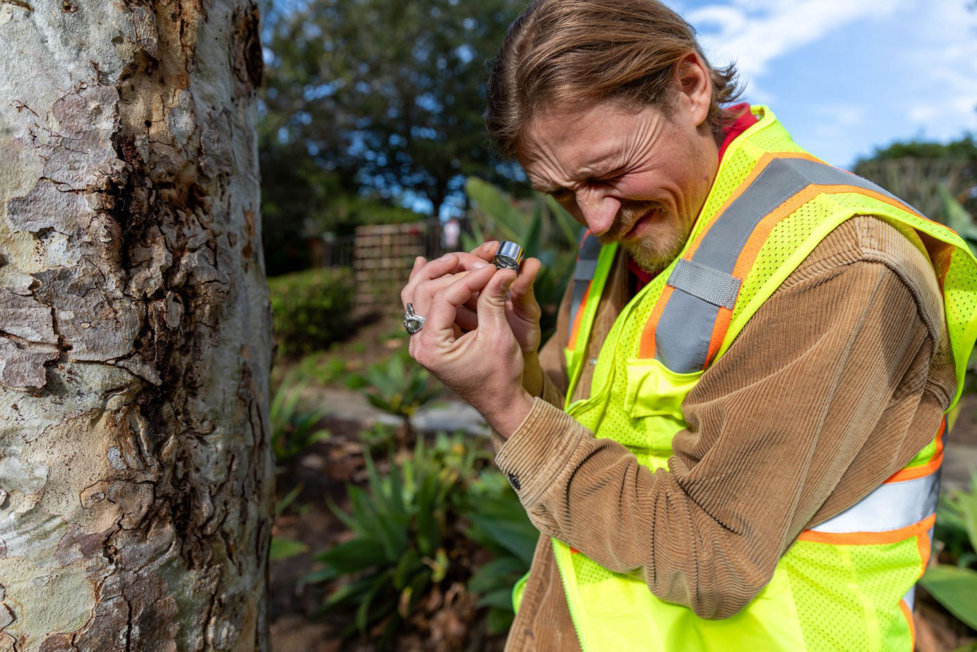 Tree Assessment in Southern California