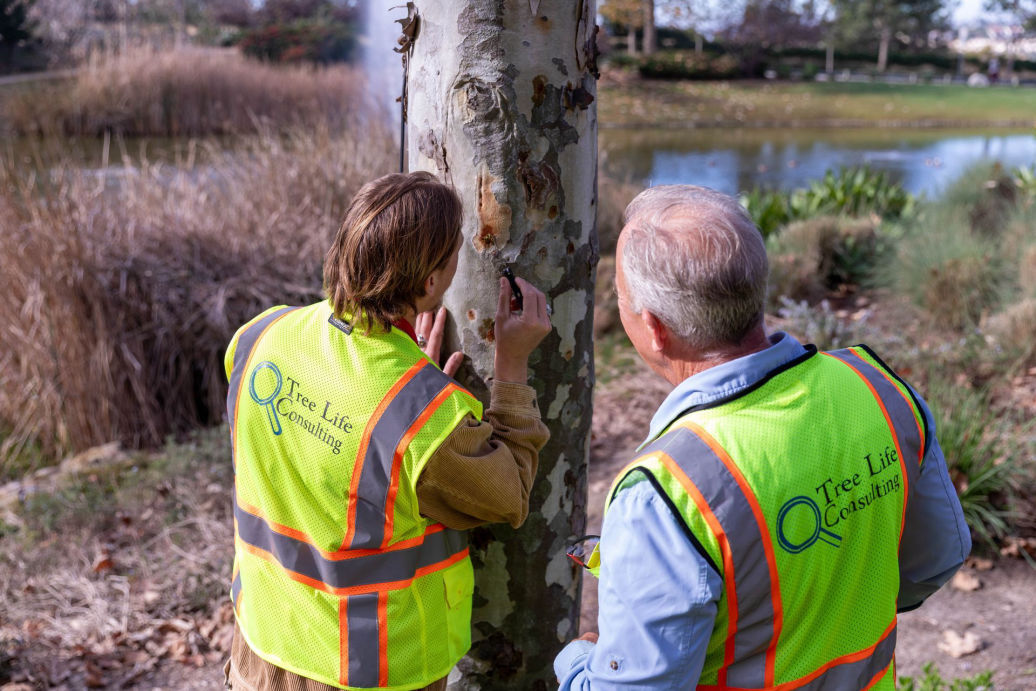 Certified arborist treating diseased tree