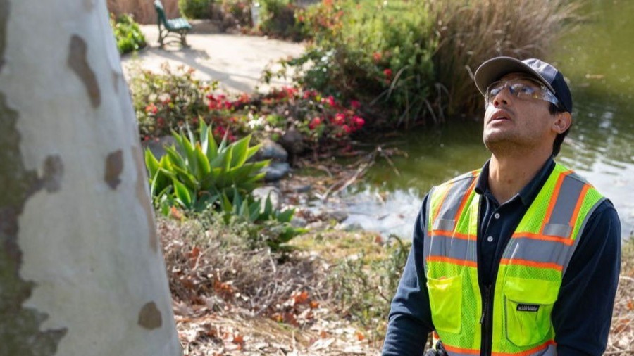 Tree Protection Plans in Southern California